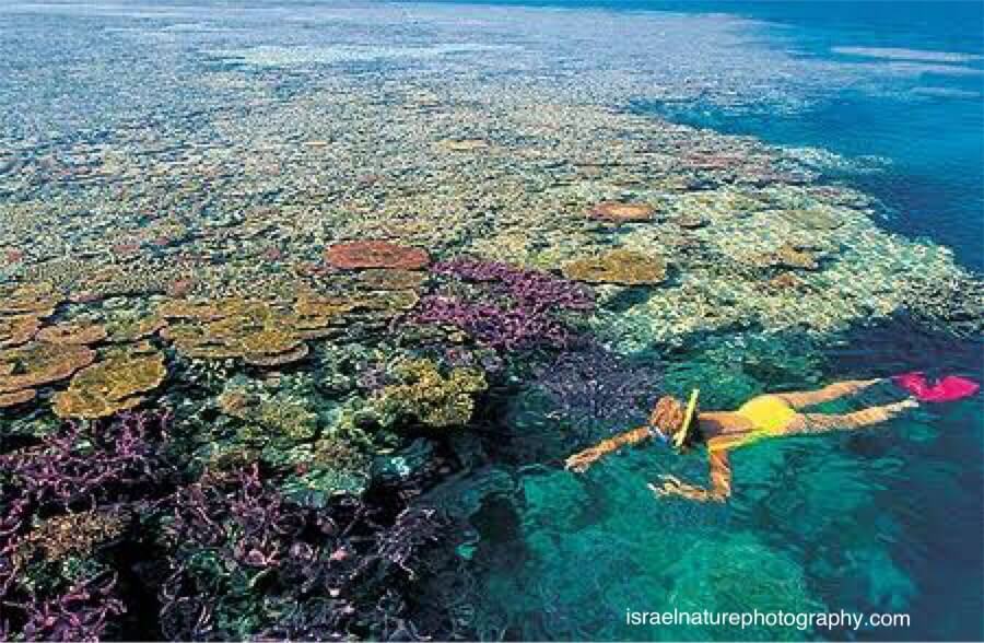 แนวปะการัง เกรทแบริเออร์รีฟ เป็นระบบแนวปะการังที่ใหญ่ที่สุดและซับซ้อนที่สุดในโลก และเป็นหนึ่งในสิ่งมหัศจรรย์ทางธรรมชาติ