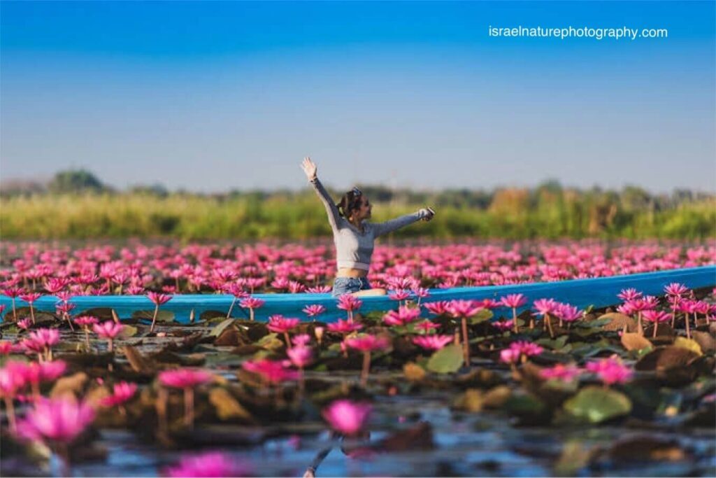 ในภาคตะวันออกเฉียงเหนือของประเทศไทย เราได้พบกับสถานที่ท่องเที่ยวนอกโลกที่ผสมผสานความงาม ทะเลบัวแดง ของสวนดอกไม้