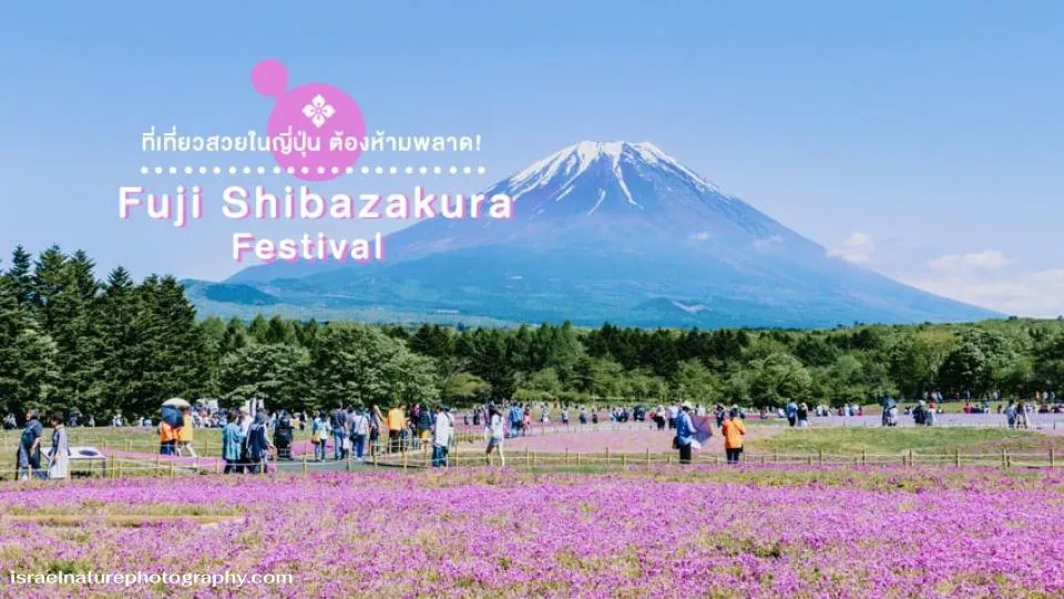 Fuji Shibazakura Festival