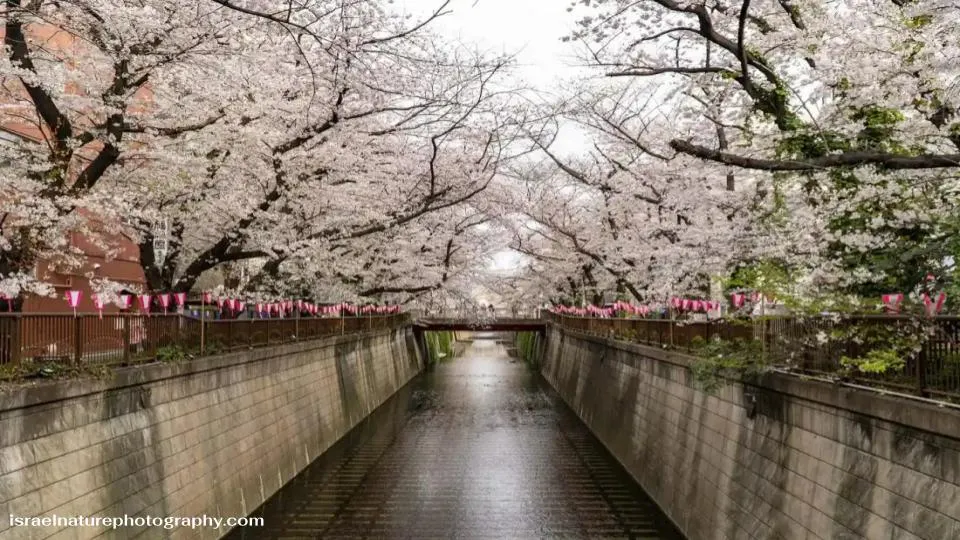 Meguro River