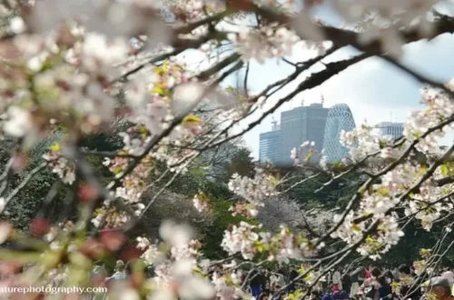 Shinjuku Gyoen