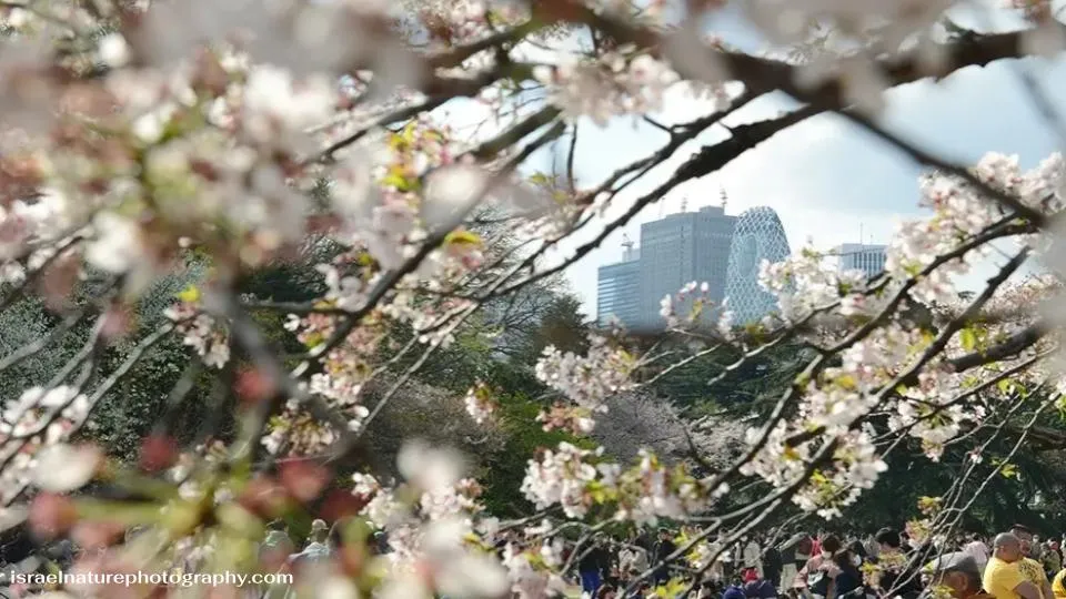 Shinjuku Gyoen