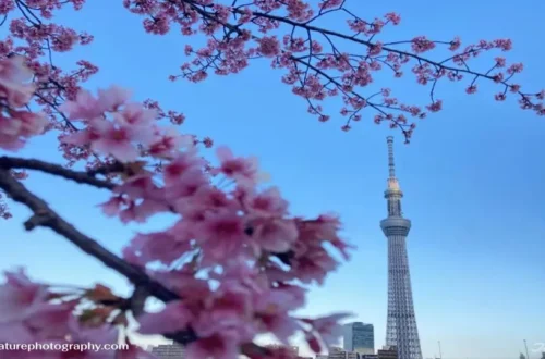 Sumida Park