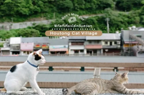 Houtong Cat Village