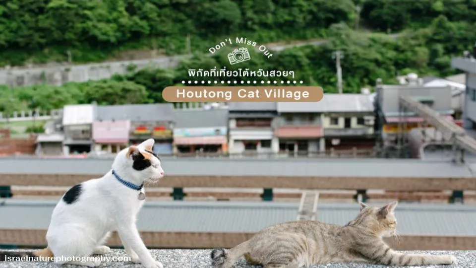 Houtong Cat Village